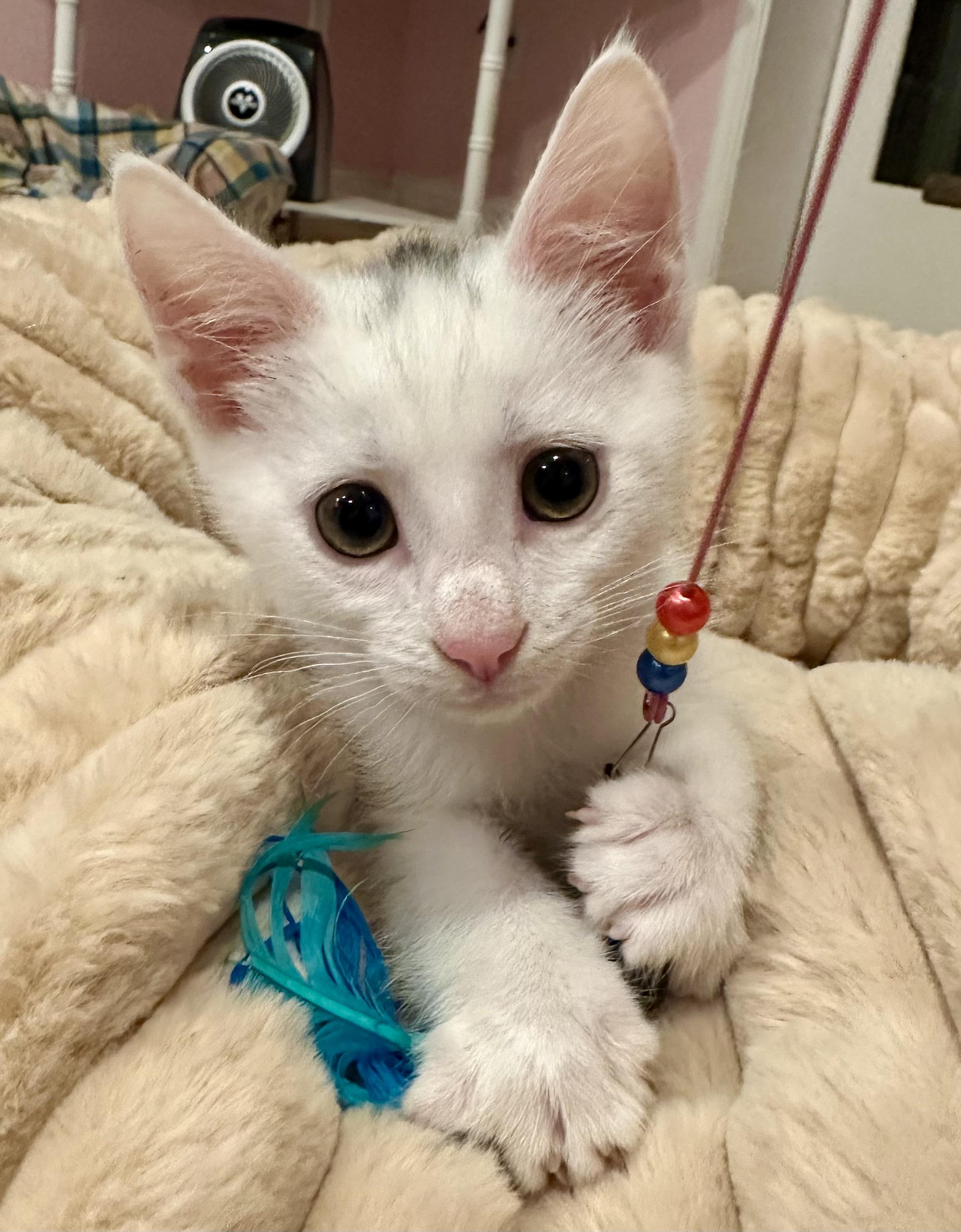 Macaron, an adopted Domestic Short Hair in Lemoyne, PA image 3/5