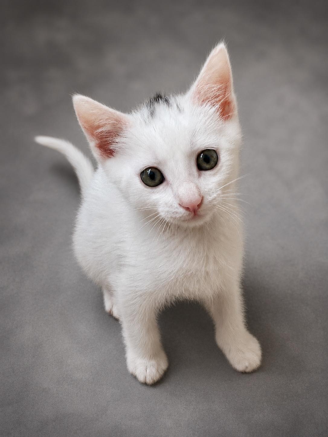 Macaron, an adopted Domestic Short Hair in Lemoyne, PA image 5/5