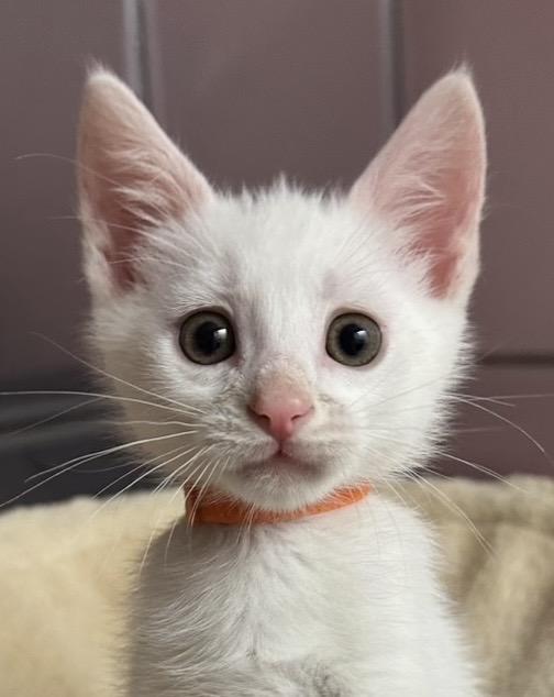 Macaron, an adopted Domestic Short Hair in Lemoyne, PA image 1/5