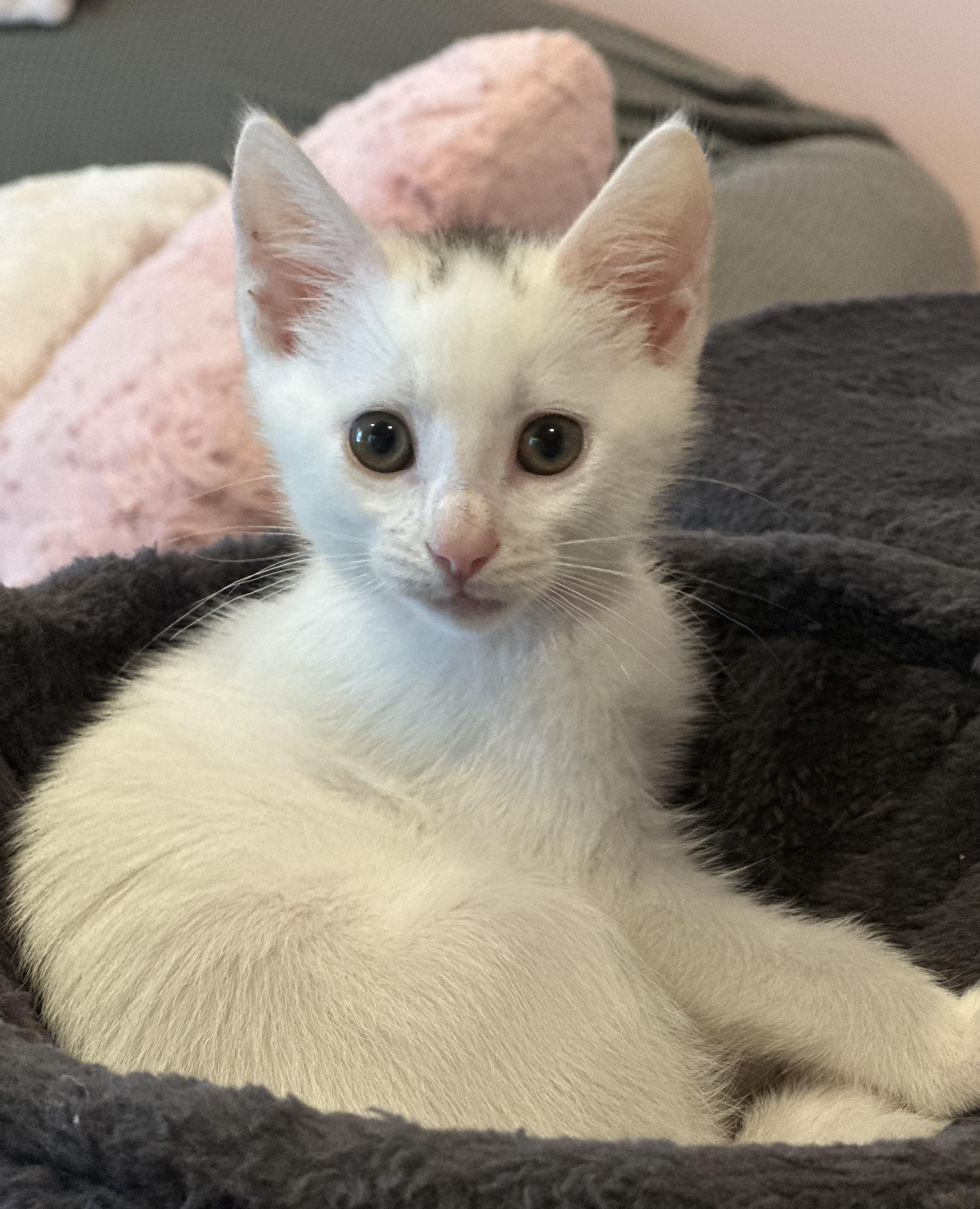Macaron, an adopted Domestic Short Hair in Lemoyne, PA image 4/5