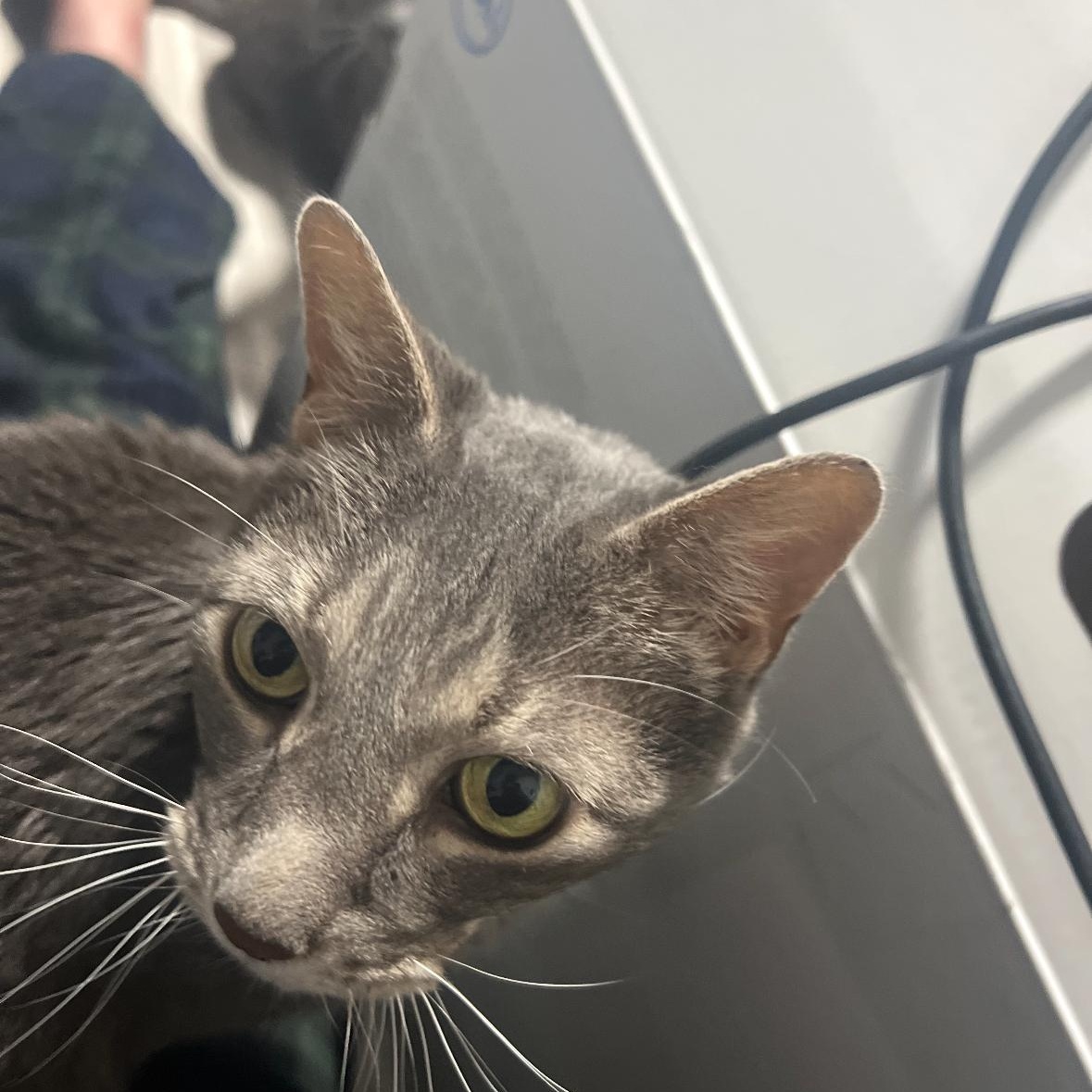 Max Tomlin, ADOPTABLE, Senior Male Domestic Short Hair.