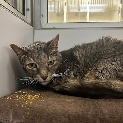 Enlarge Max Tomlin, a ADOPTABLE Domestic Short Hair in Wanaque, NJ image 2/2