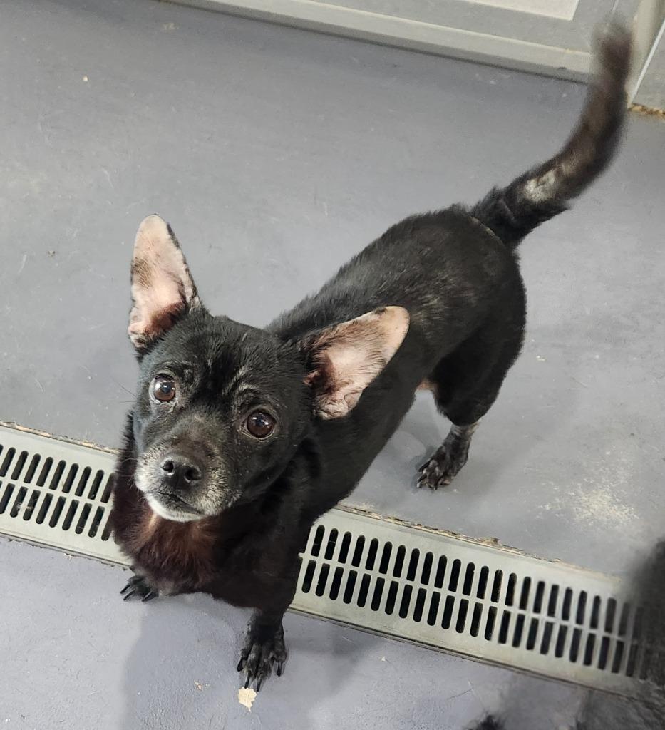 Enlarge Raven, a Adoptable Chihuahua in Walnutport, PA image 1/1