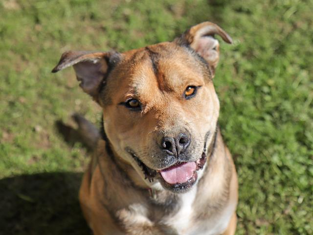 Enlarge WINSTON, a Adoptable Pit Bull Terrier in Ojai, CA image 1/1