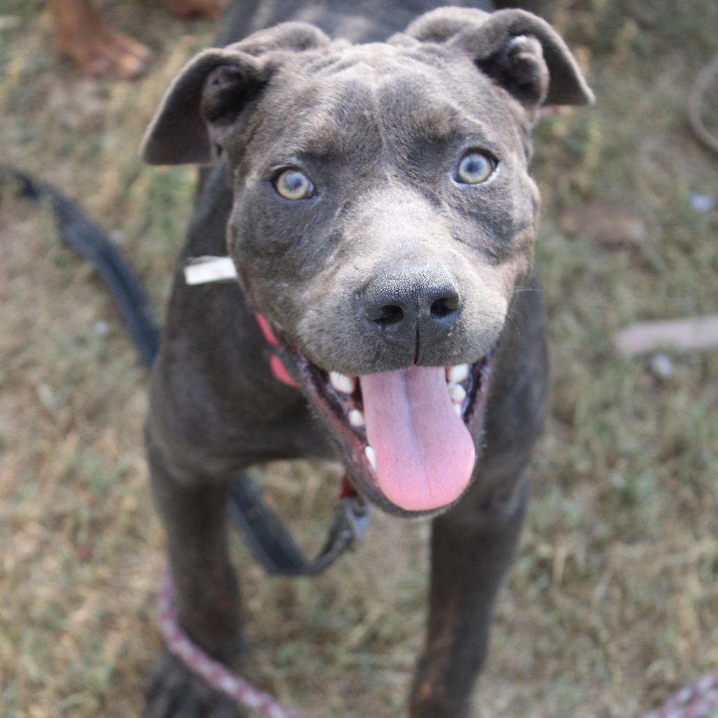 Forrest Gump, Adoptable, Young Male Pit Bull Terrier.