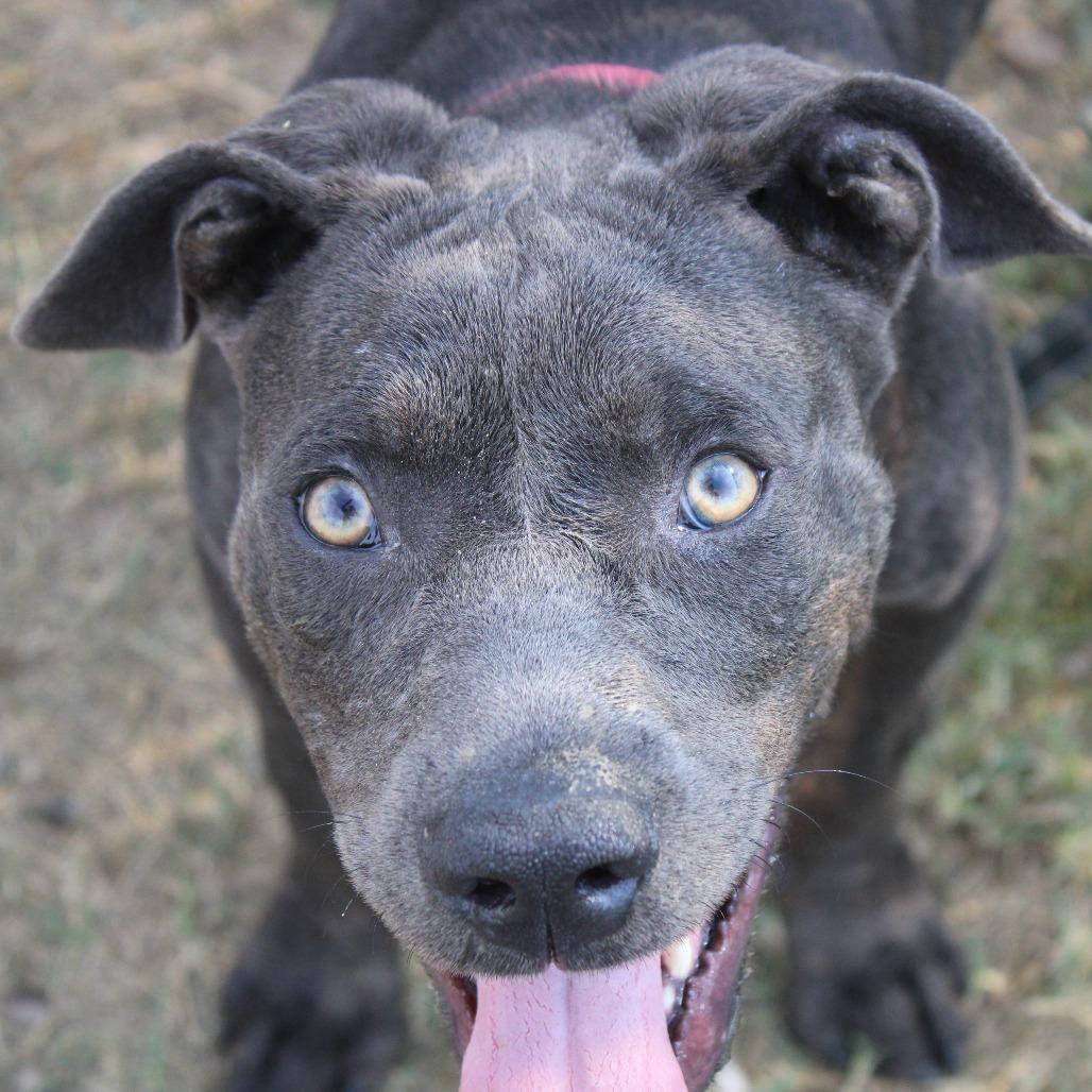 Enlarge Forrest Gump, a Adoptable Pit Bull Terrier in Cleveland, MS image 2/5