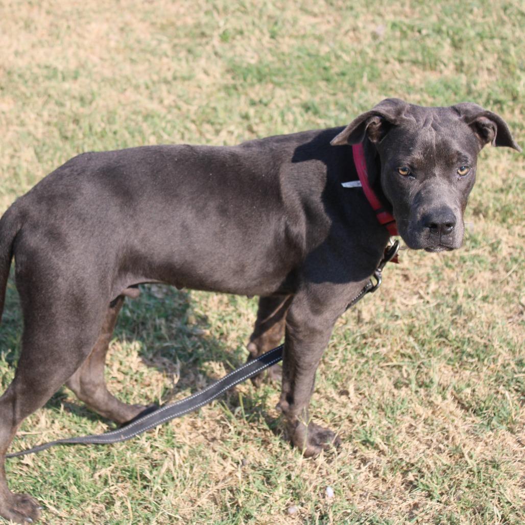 Enlarge Forrest Gump, a Adoptable Pit Bull Terrier in Cleveland, MS image 3/5