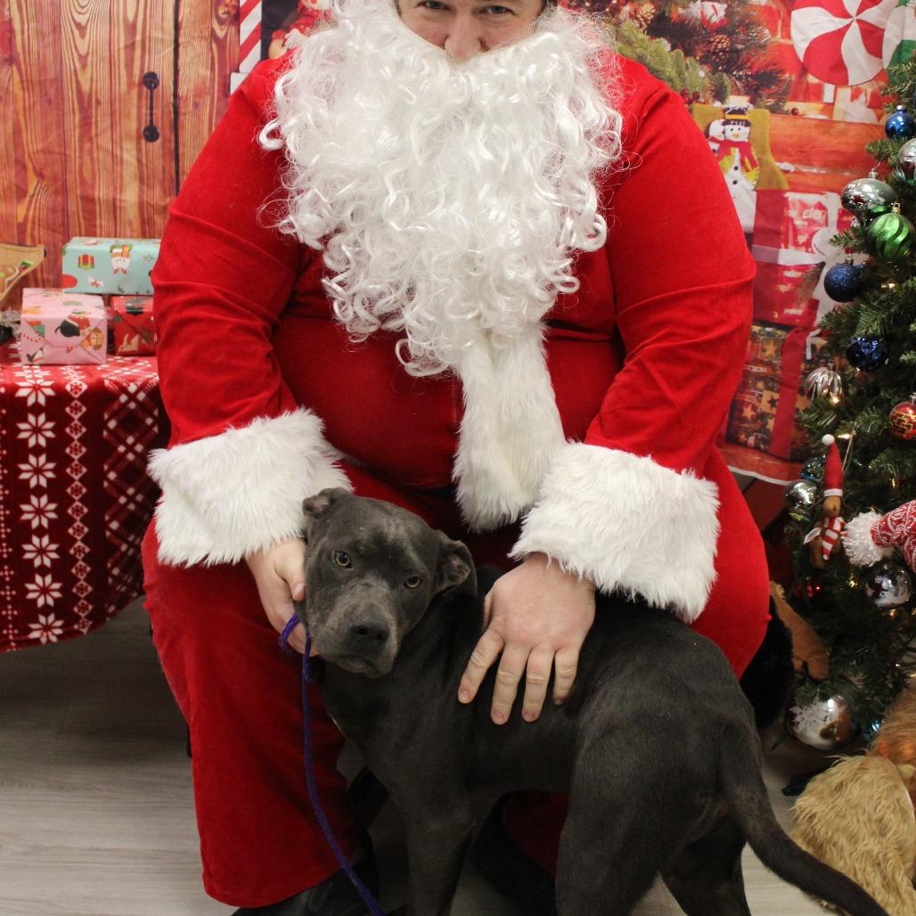 Enlarge Forrest Gump, a Adoptable Pit Bull Terrier in Cleveland, MS image 4/5