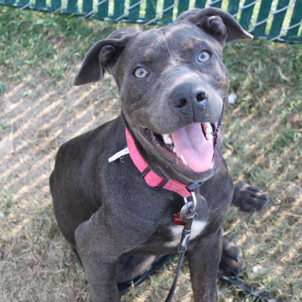 Enlarge Forrest Gump, a Adoptable Pit Bull Terrier in Cleveland, MS image 5/5