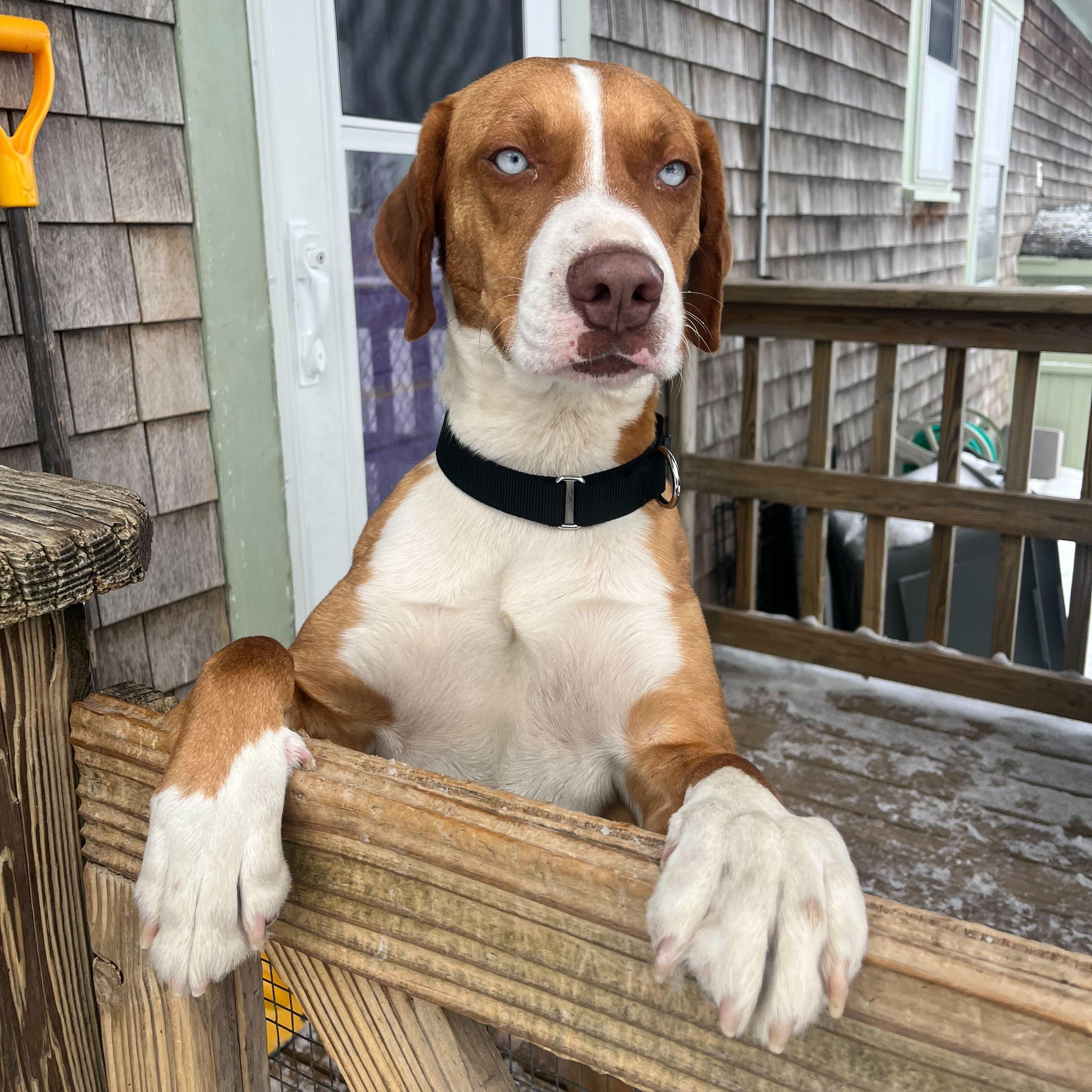 Enlarge Garland, an adopted Hound in New Bedford, MA image 1/4