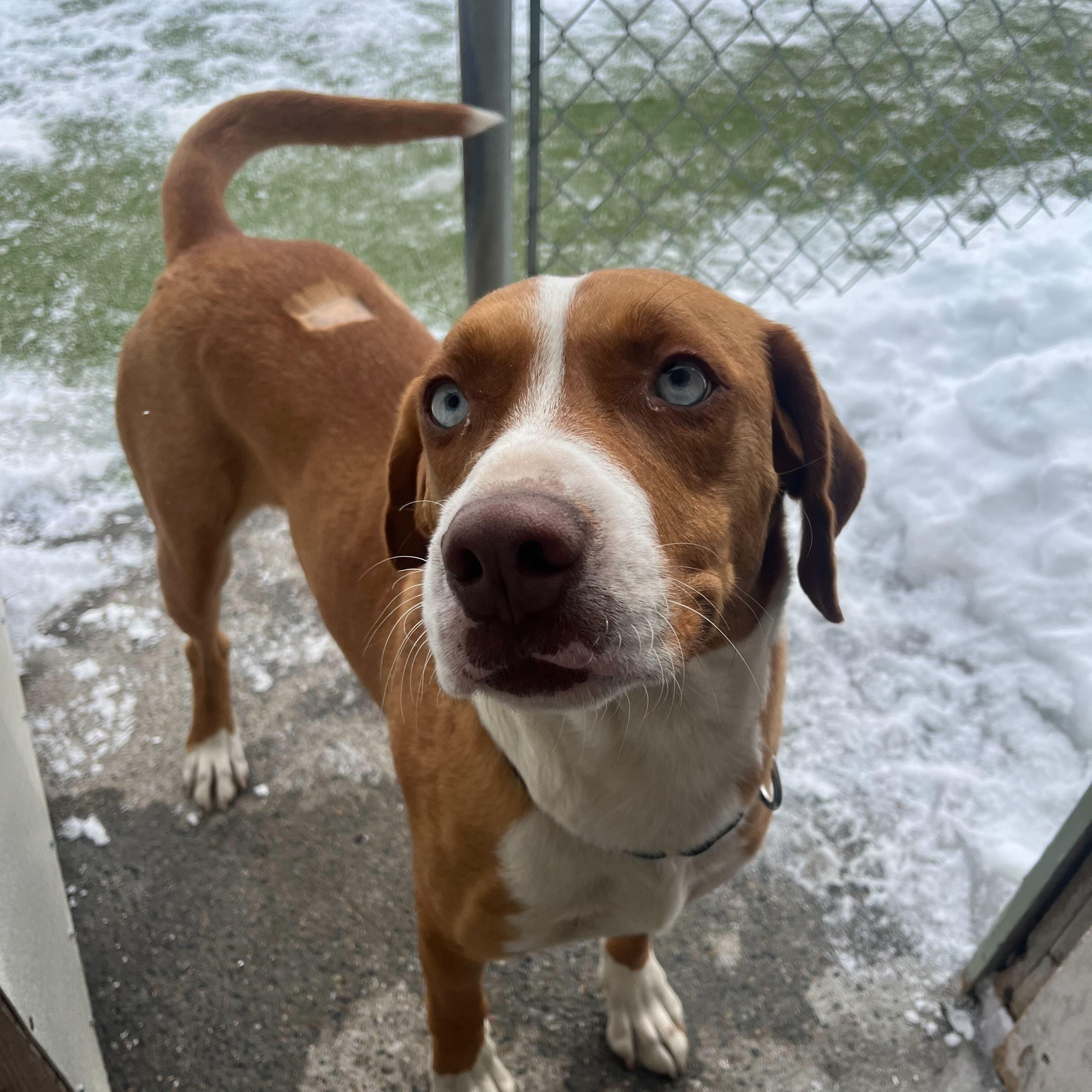 Enlarge Garland, an adopted Hound in New Bedford, MA image 4/4