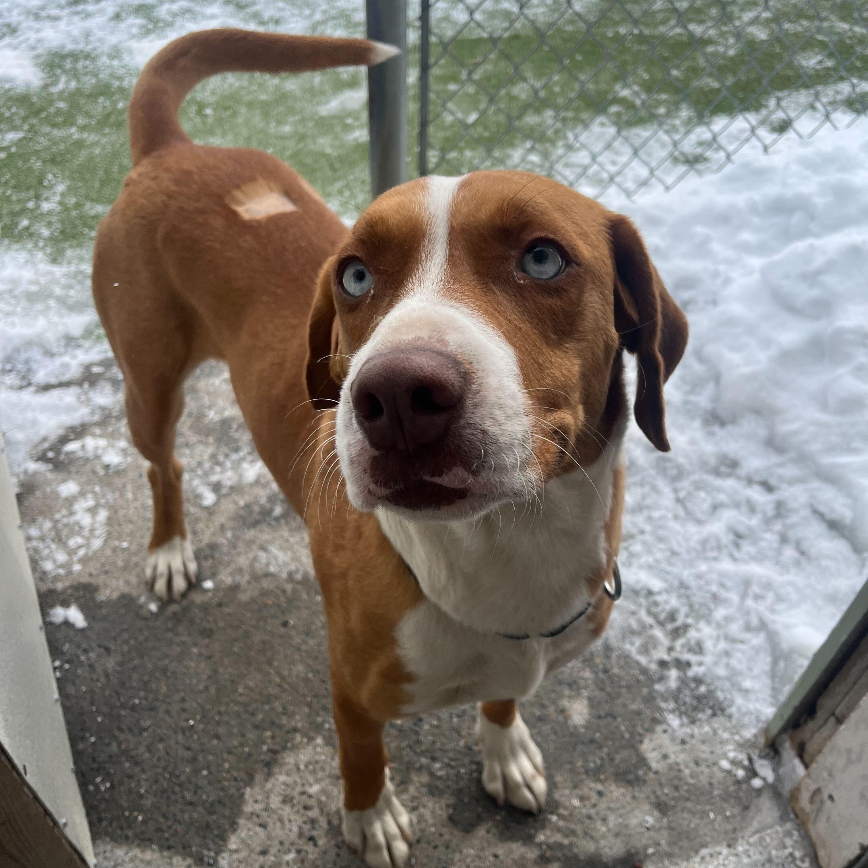 Enlarge Garland, an adopted Hound in New Bedford, MA image 3/4