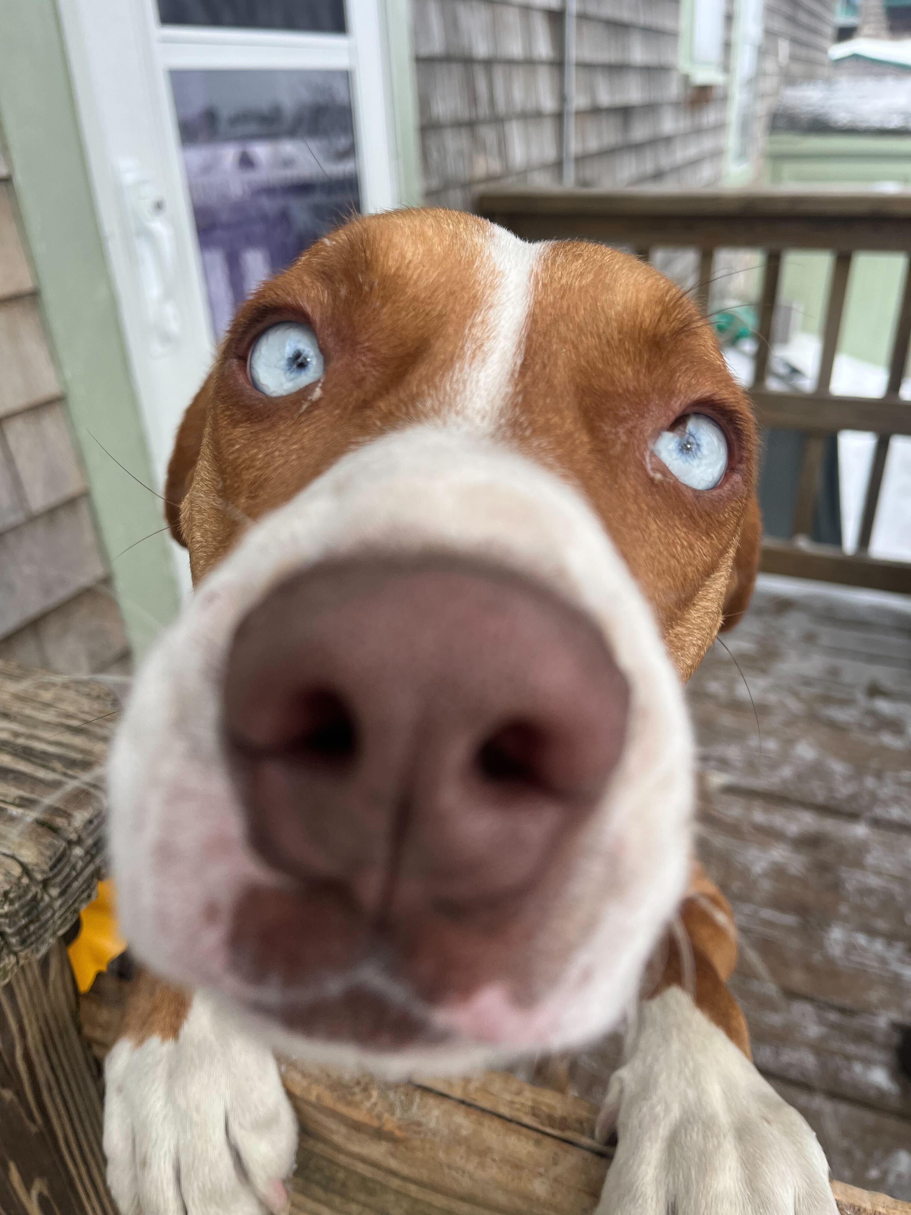 Enlarge Garland, an adopted Hound in New Bedford, MA image 2/4