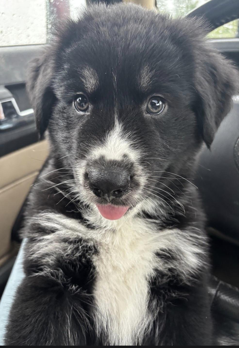 Enlarge Eli, a Adoptable mixed breed in Marengo, IL image 4/5