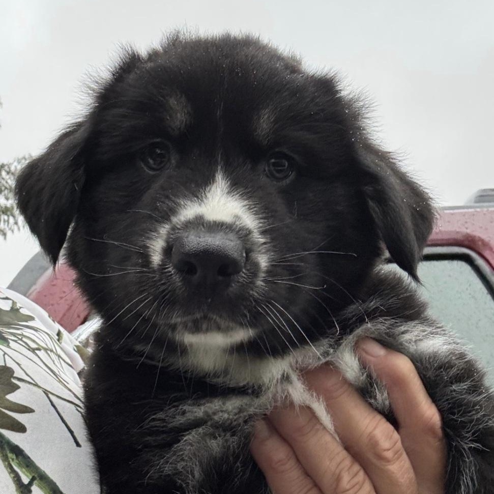 Enlarge Eli, a Adoptable mixed breed in Marengo, IL image 2/5