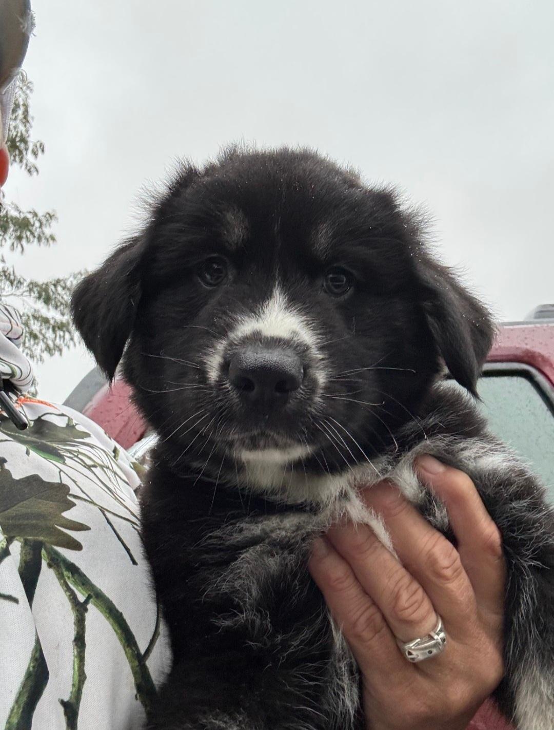 Enlarge Eli, a Adoptable mixed breed in Marengo, IL image 5/5