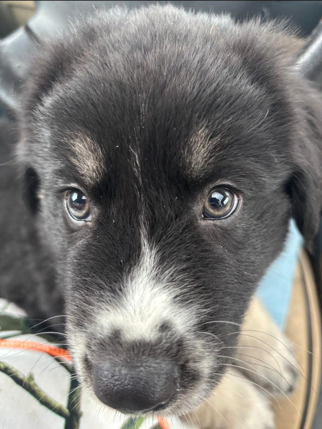 Enlarge Eli, a Adoptable mixed breed in Marengo, IL image 3/5