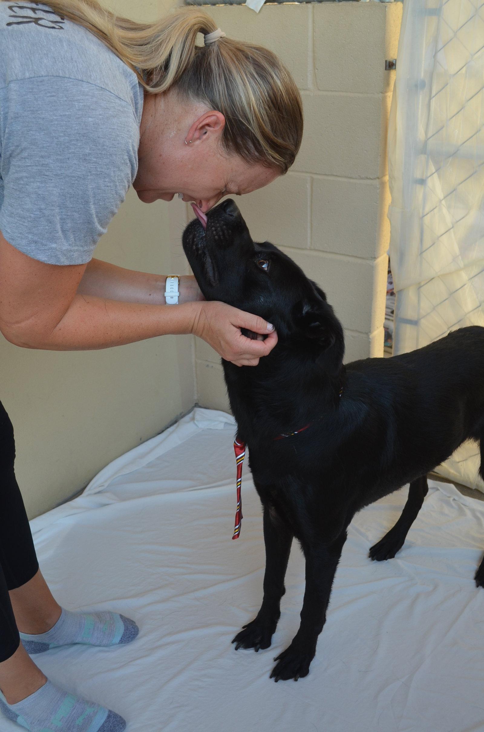 Enlarge Granite, a Adoptable Labrador Retriever in McKinney, TX image 1/3