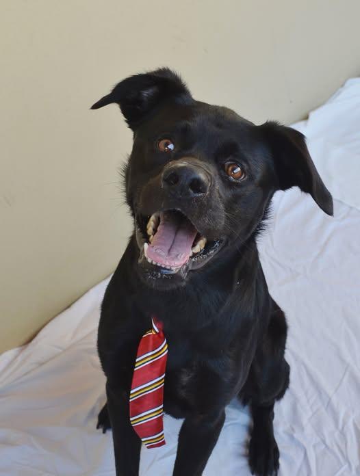 Enlarge Granite, a Adoptable Labrador Retriever in McKinney, TX image 2/3