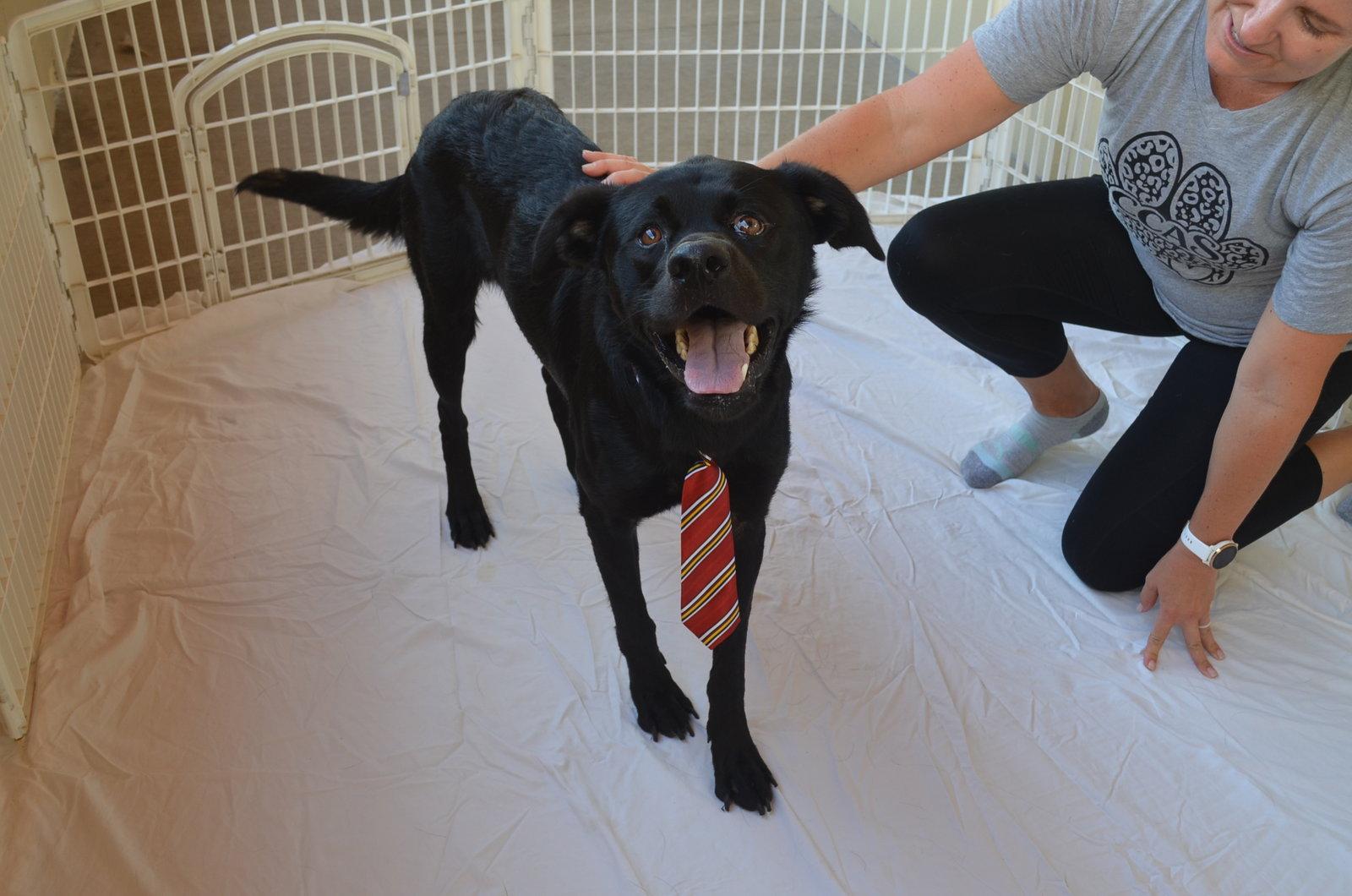 Enlarge Granite, a Adoptable Labrador Retriever in McKinney, TX image 3/3
