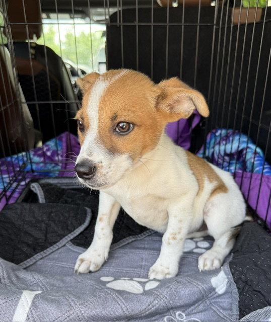 Rocky, Adoptable, Puppy Male Beagle & Chihuahua.