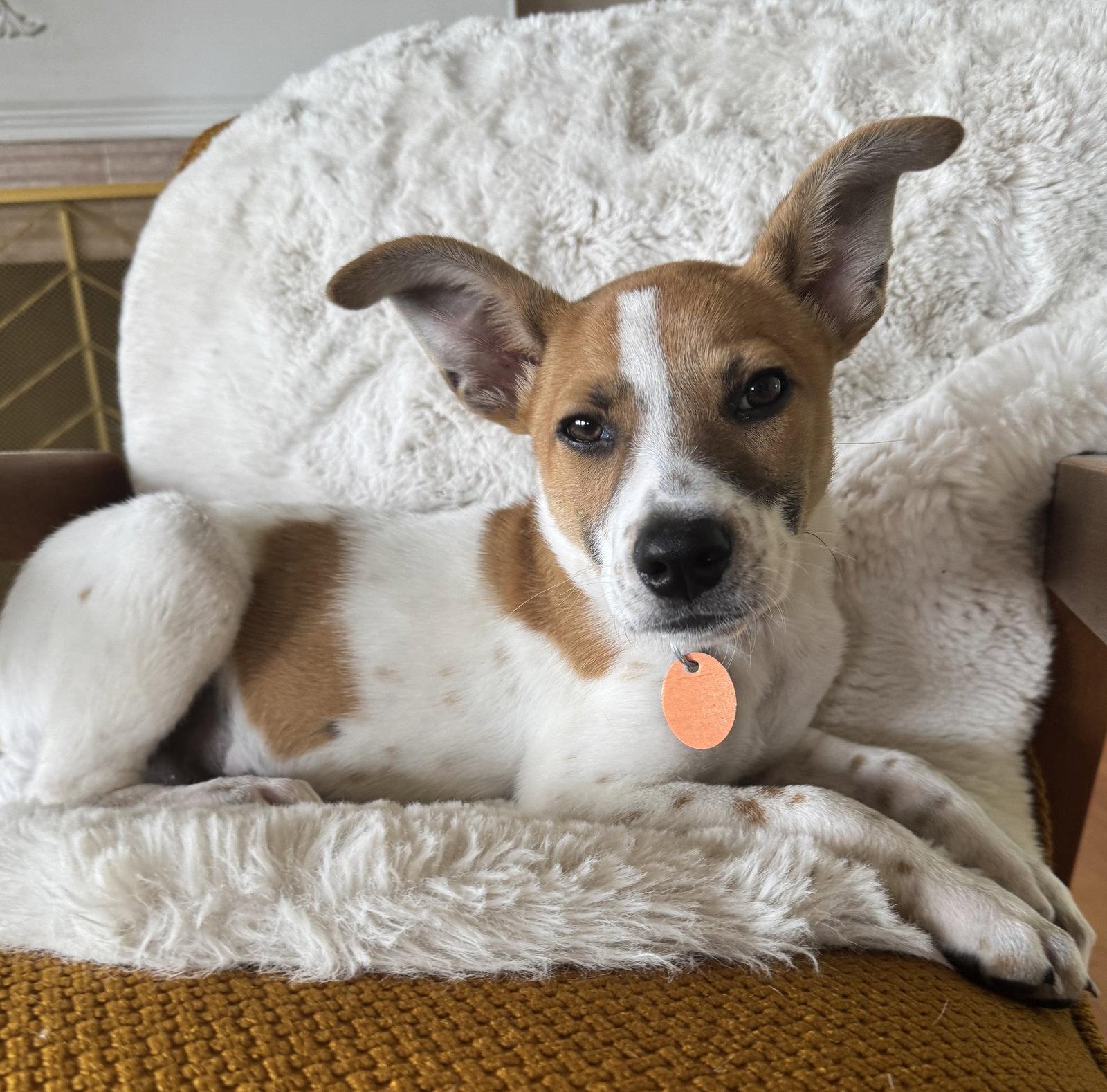 Enlarge Rocky, a Adoptable mixed breed in Seattle, WA image 2/3