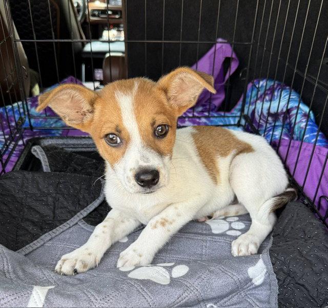 Enlarge Rocky, a Adoptable mixed breed in Seattle, WA image 3/3