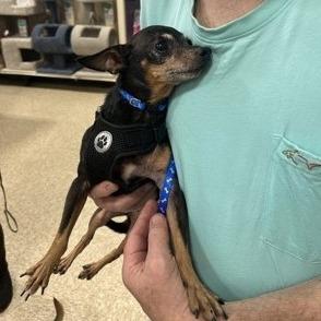 Enlarge Spike, a Adoptable mixed breed in Santa Fe, TX image 1/2