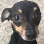 Enlarge Spike, a Adoptable mixed breed in Santa Fe, TX image 2/2