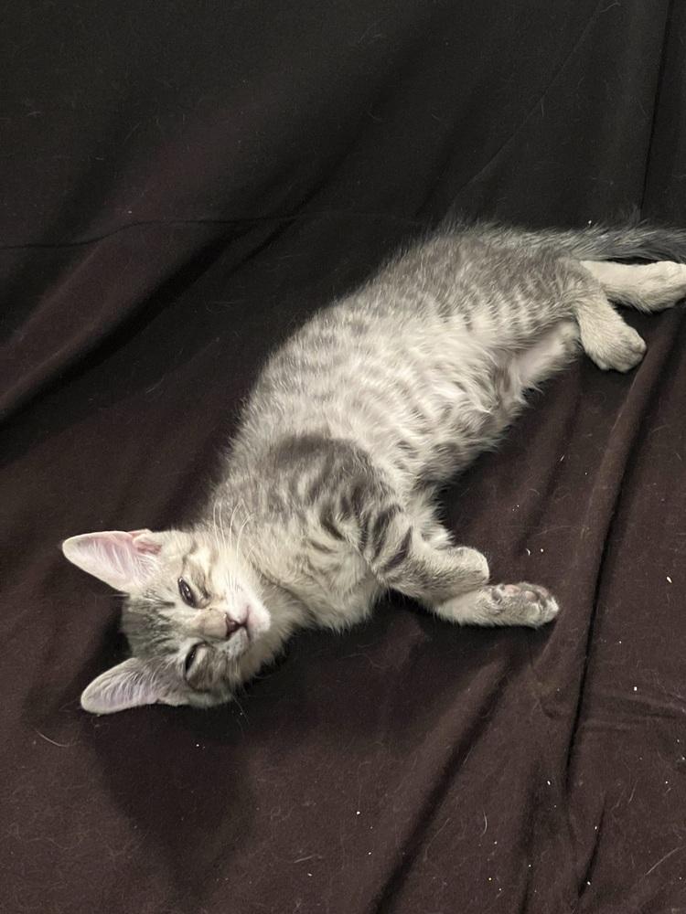 Jelly Belly & Skittles, a Adoptable Domestic Short Hair in New York, NY image 1/6