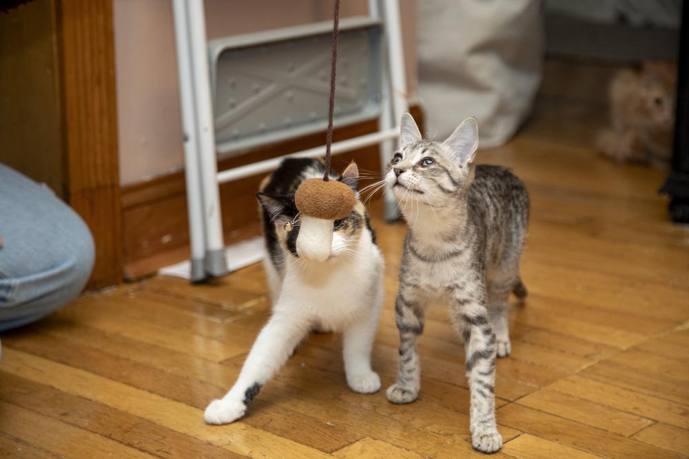 Enlarge Jelly Belly & Skittles, a Adoptable Domestic Short Hair in New York, NY image 3/6