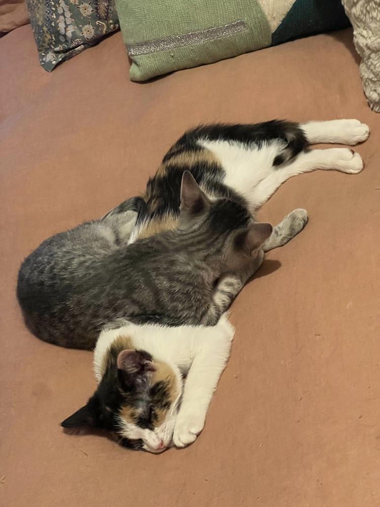 Jelly Belly & Skittles, a Adoptable Domestic Short Hair in New York, NY image 2/6