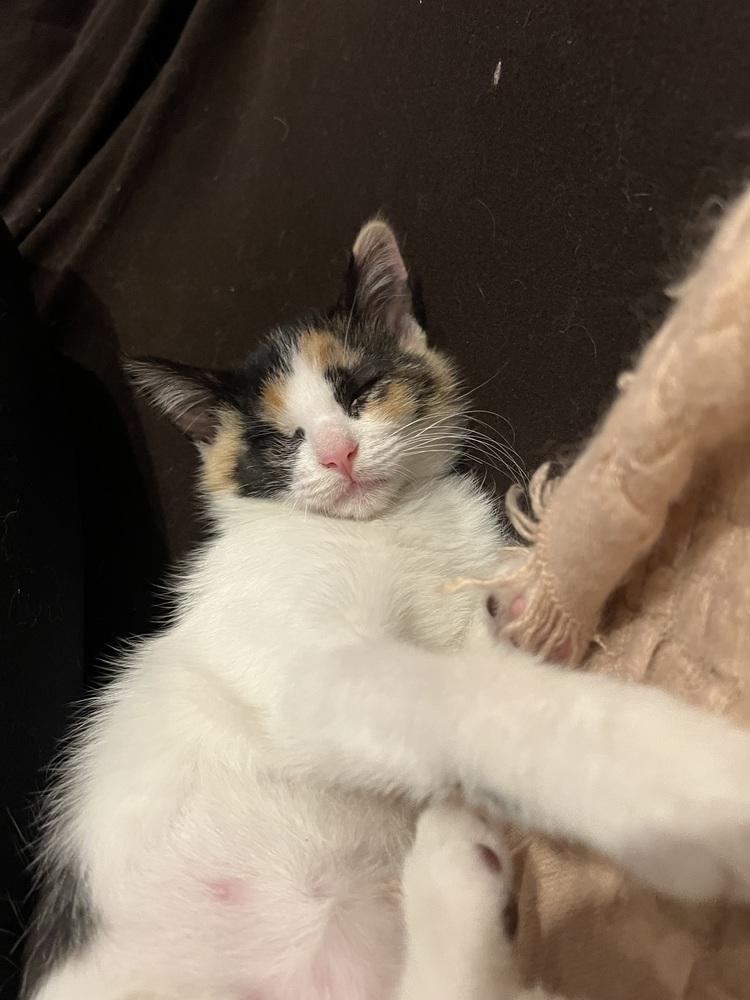 Jelly Belly & Skittles, a Adoptable Domestic Short Hair in New York, NY image 3/6