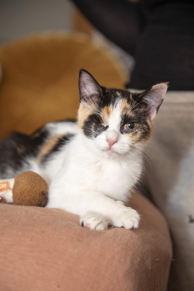 Enlarge Jelly Belly & Skittles, a Adoptable Domestic Short Hair in New York, NY image 4/6