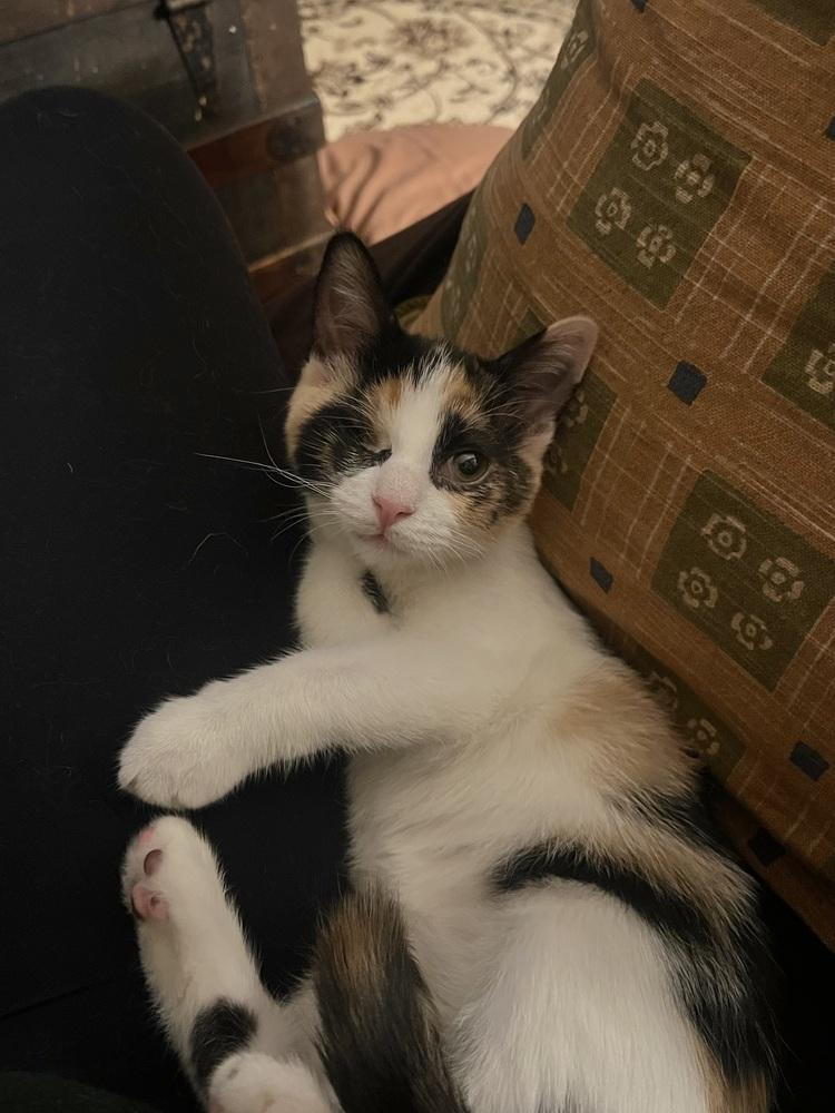 Jelly Belly & Skittles, a Adoptable Domestic Short Hair in New York, NY image 4/6