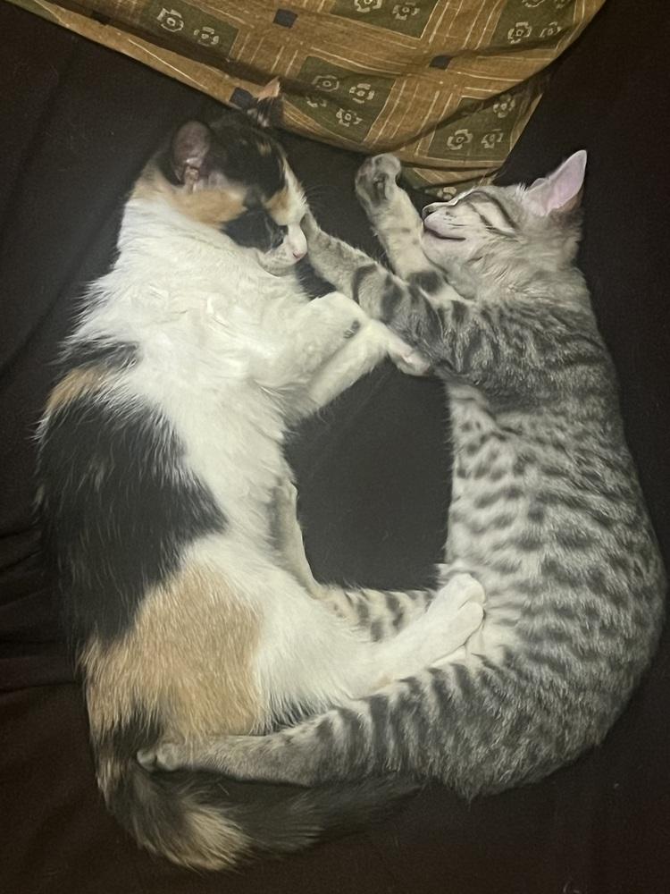 Jelly Belly & Skittles, a Adoptable Domestic Short Hair in New York, NY image 5/6