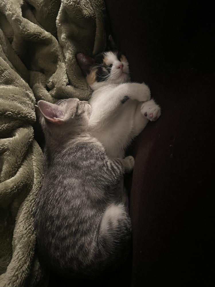 Jelly Belly & Skittles, a Adoptable Domestic Short Hair in New York, NY image 6/6