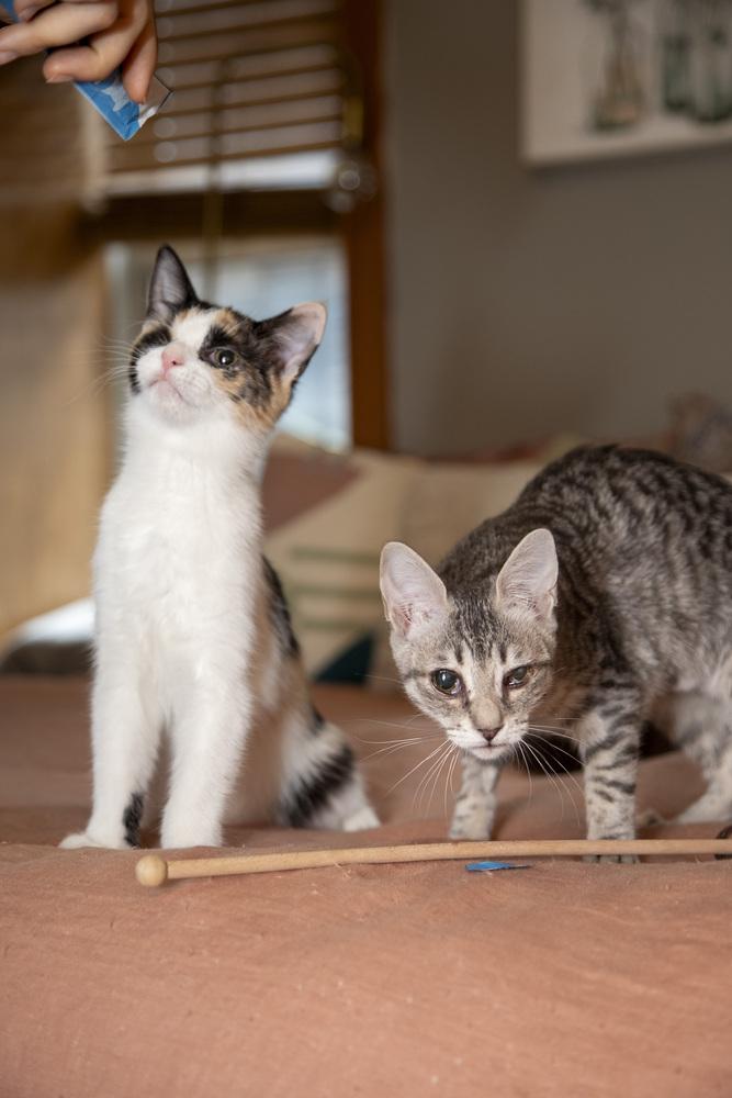 Enlarge Jelly Belly & Skittles, a Adoptable Domestic Short Hair in New York, NY image 5/6