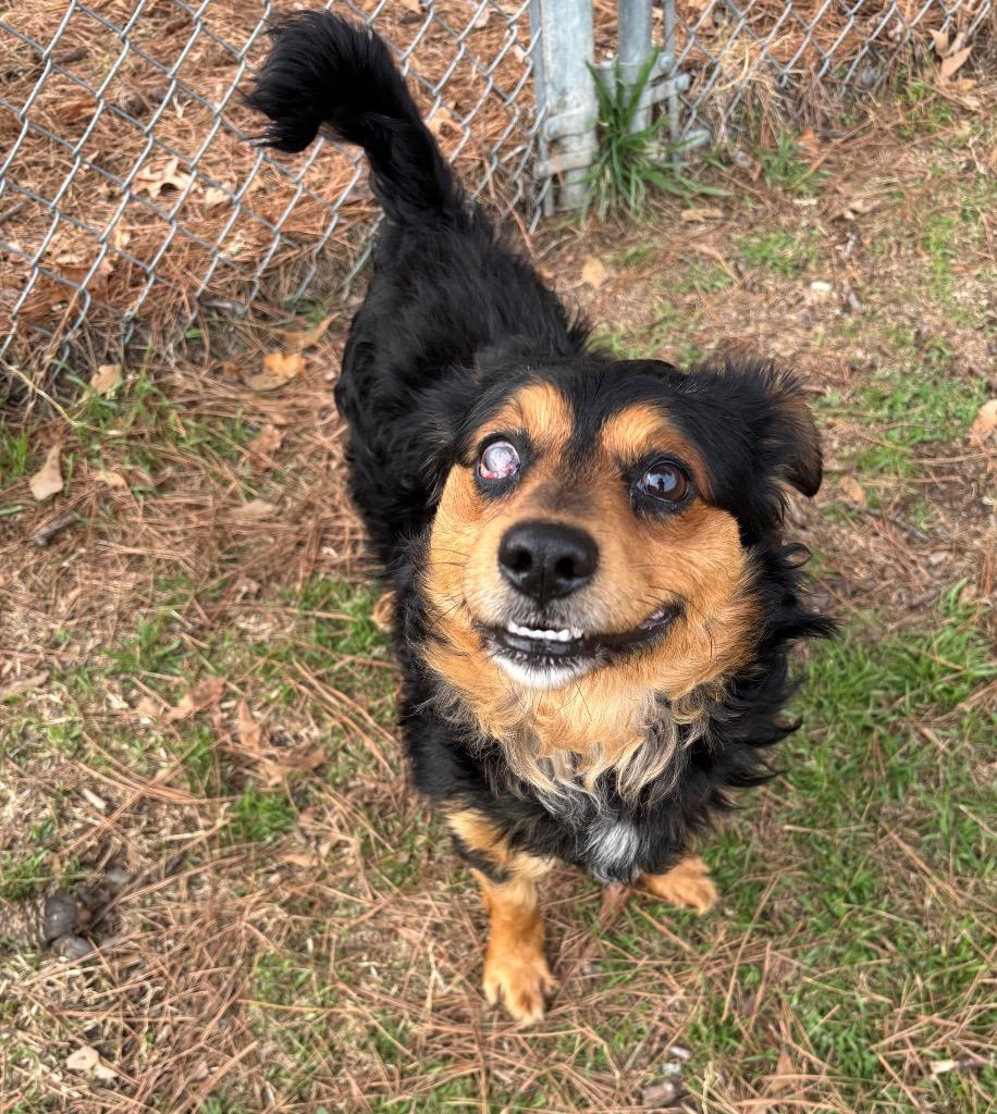 Enlarge Prince Miles, a Adoptable mixed breed in Little Rock, AR image 2/2