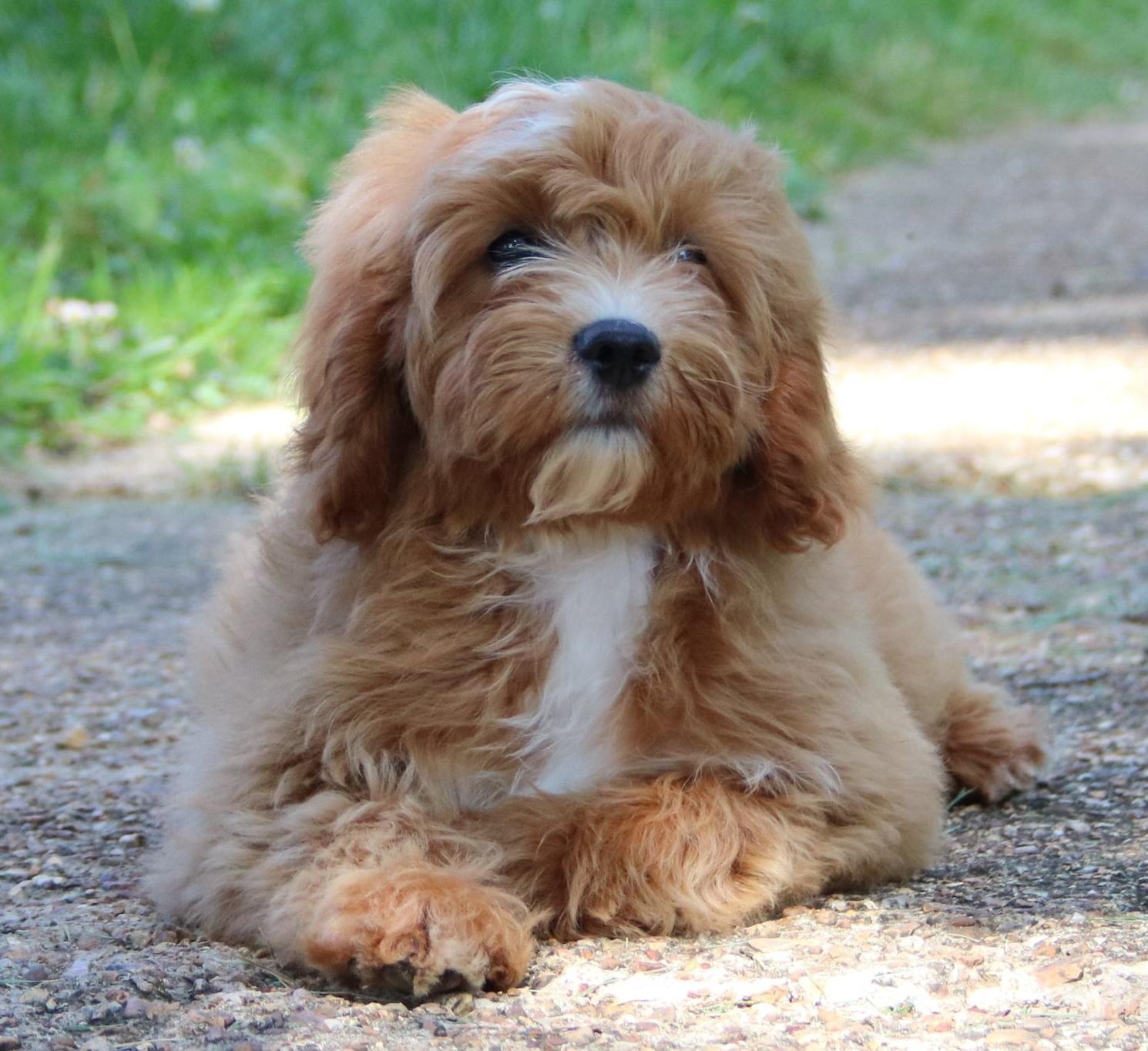 Ben, adopted, Puppy Male Cavapoo.