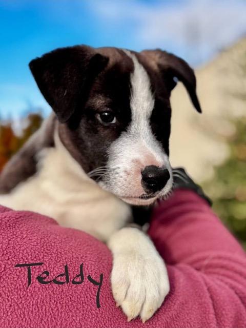 Teddy