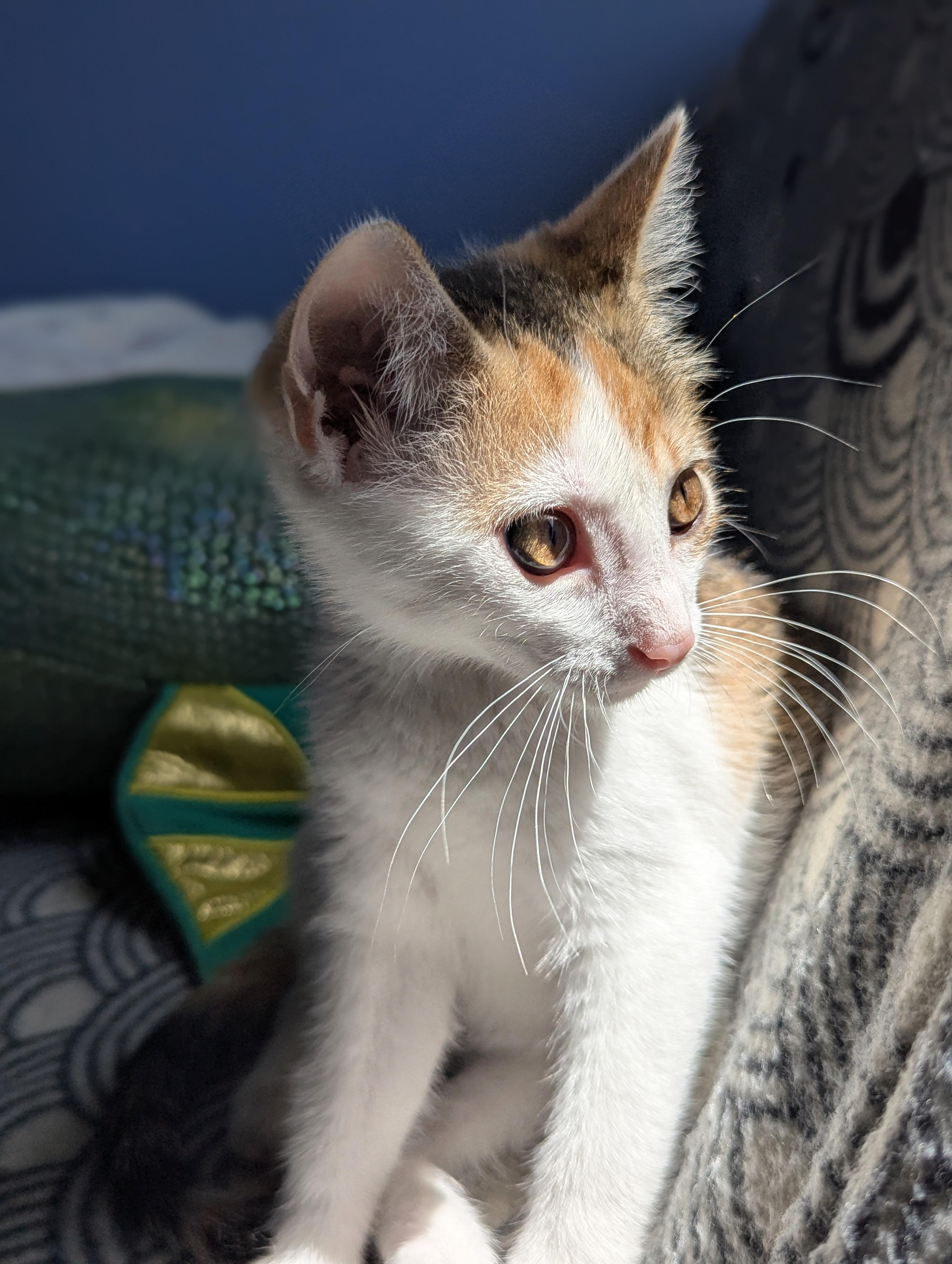 Miso, Baby Female Domestic Short Hair