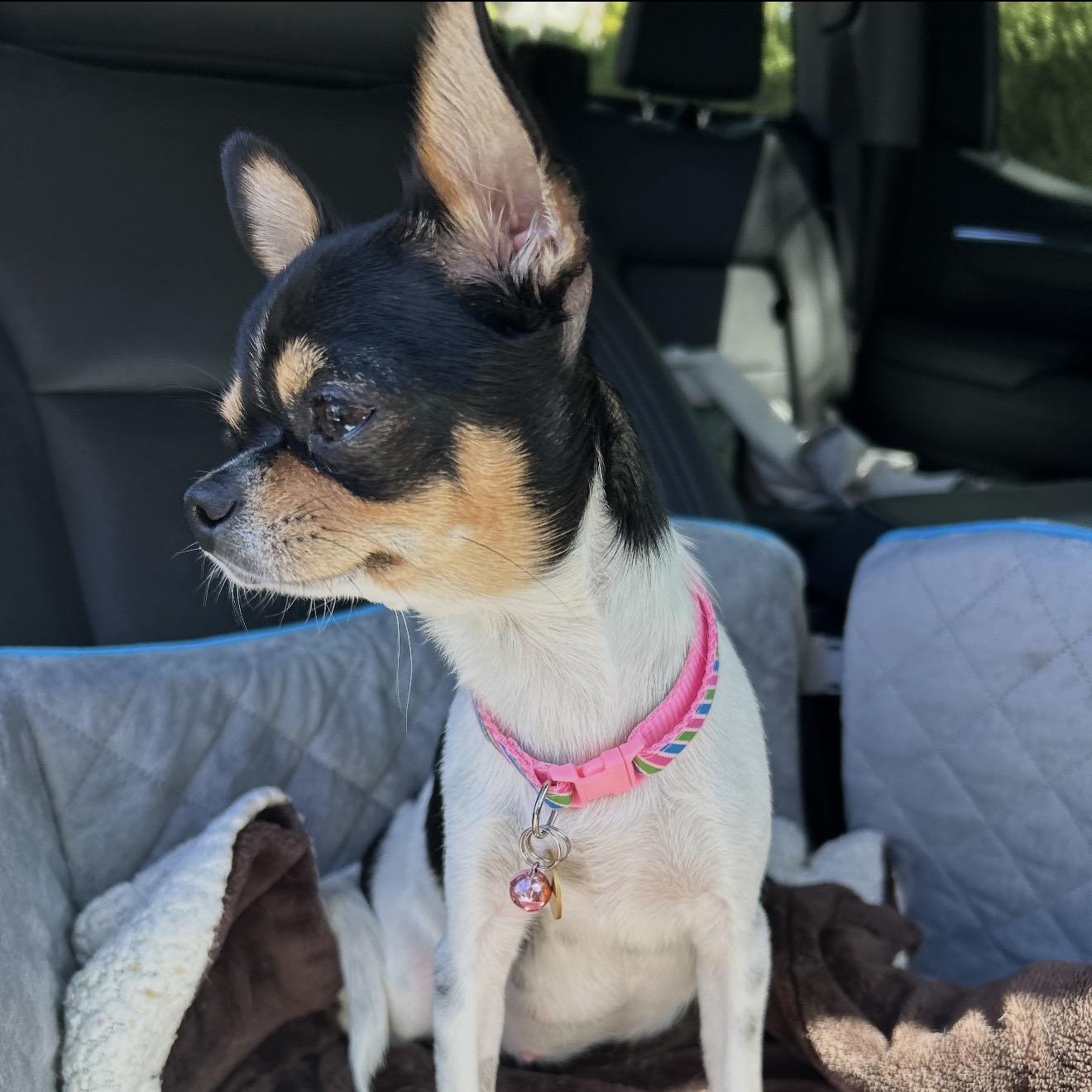 Enlarge Ariel -, a Adoptable Chihuahua in Anaheim, CA image 3/5