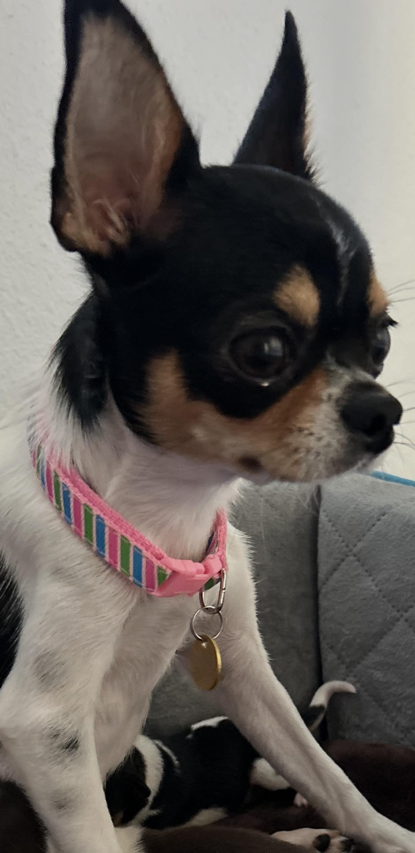 Enlarge Ariel -, a Adoptable Chihuahua in Anaheim, CA image 4/5