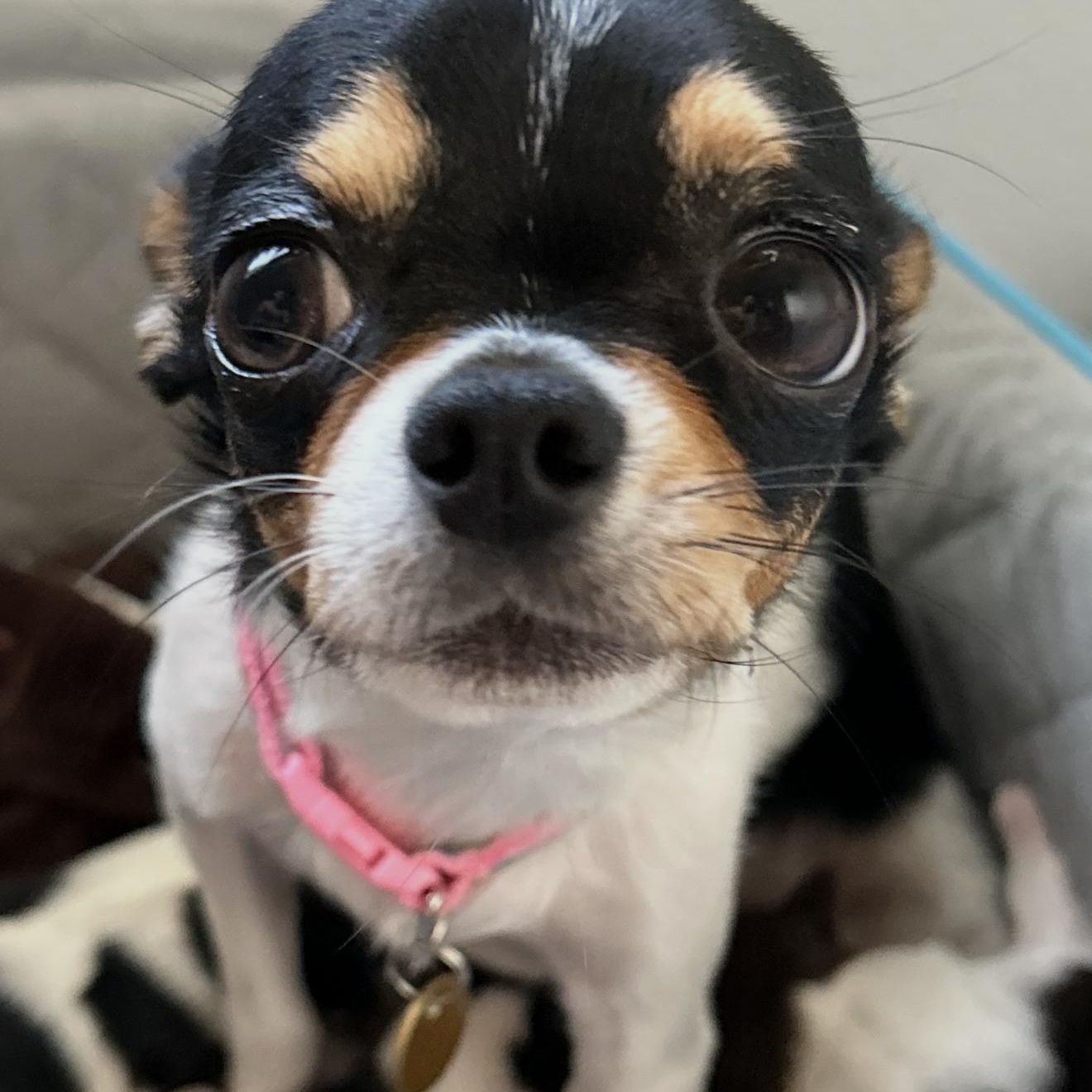 Enlarge Ariel -, a Adoptable Chihuahua in Anaheim, CA image 2/5