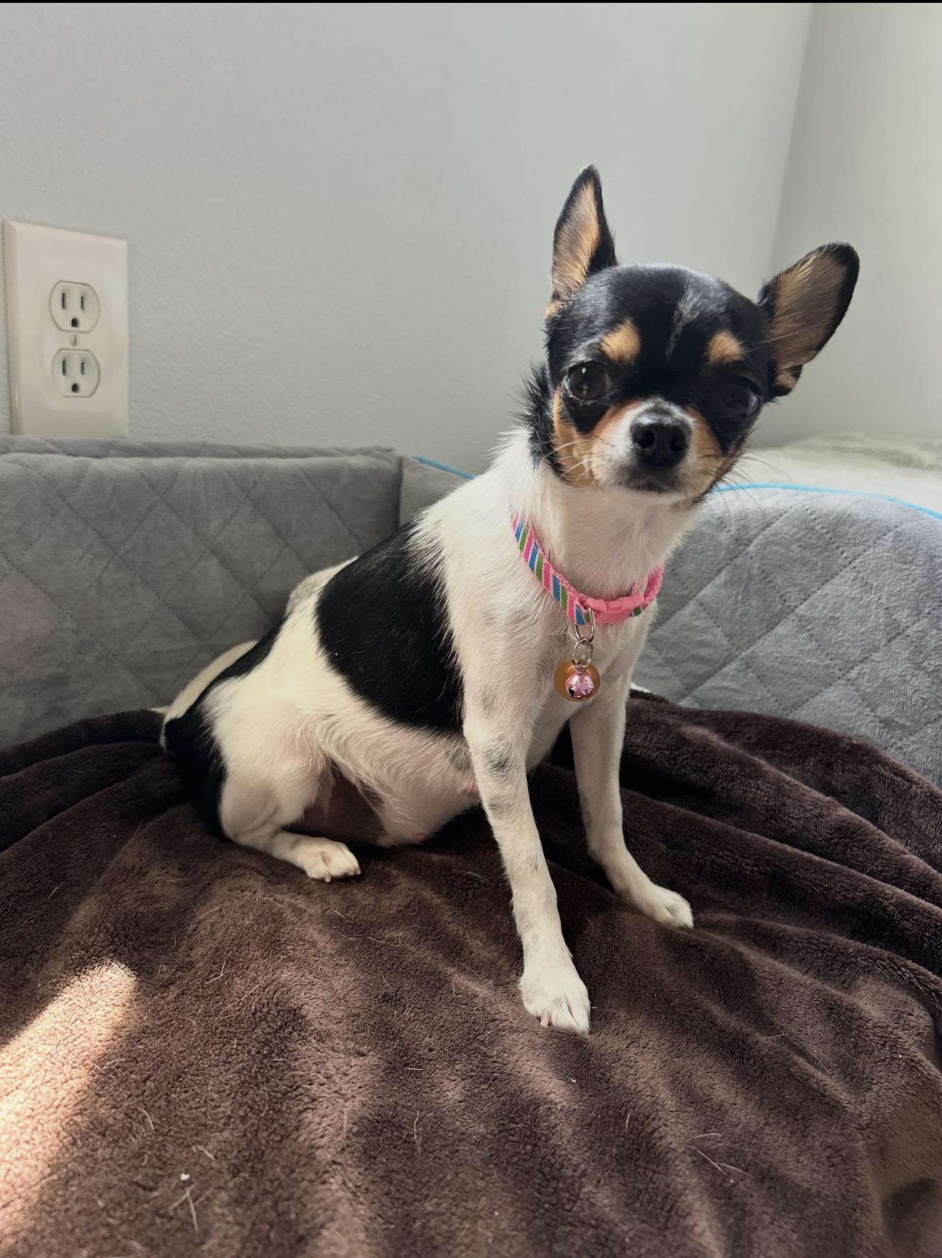 Enlarge Ariel -, a Adoptable Chihuahua in Anaheim, CA image 5/5