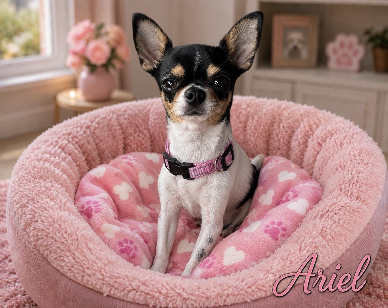 Ariel -, Adoptable, Adult Female Chihuahua.