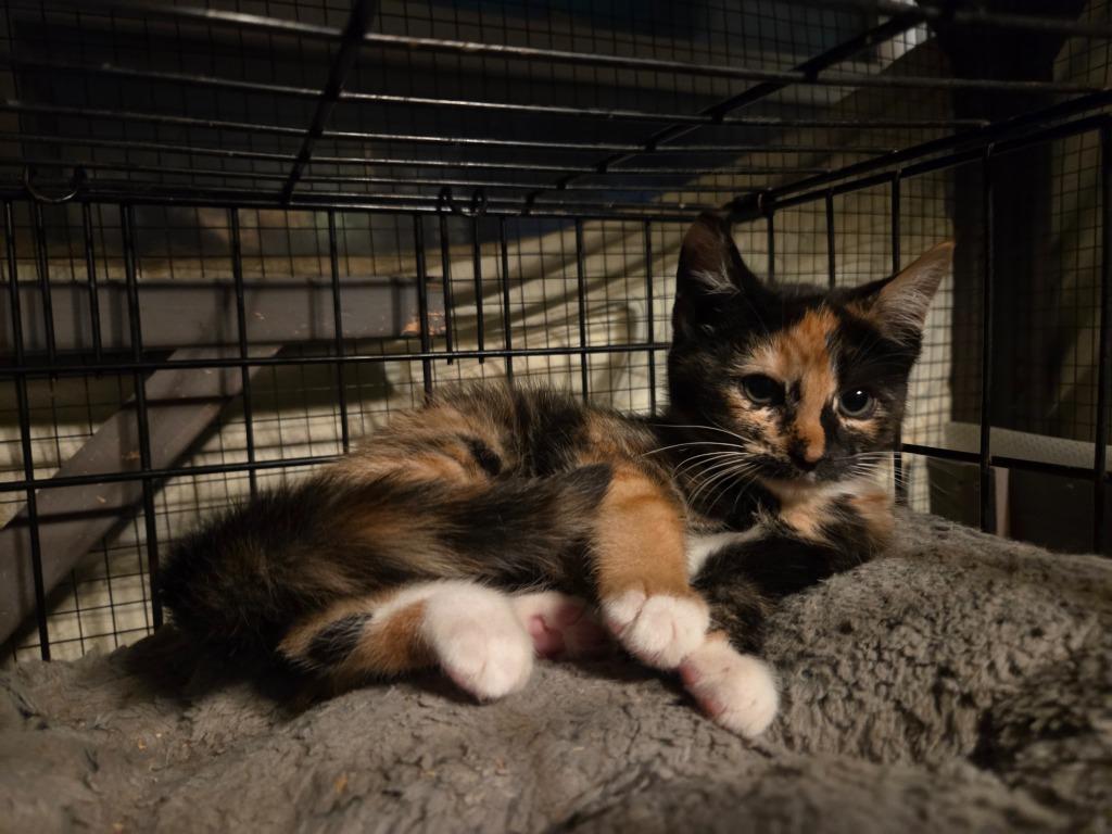 Queen Elizabeth, Adopted, Kitten Female Domestic Short Hair.