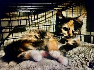 Enlarge Queen Elizabeth, a Adopted mixed breed in Parkville, MD image 2/2