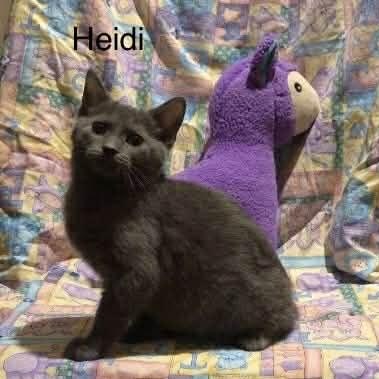Enlarge Heidi, a Adoptable mixed breed in Livonia, MI image 2/6